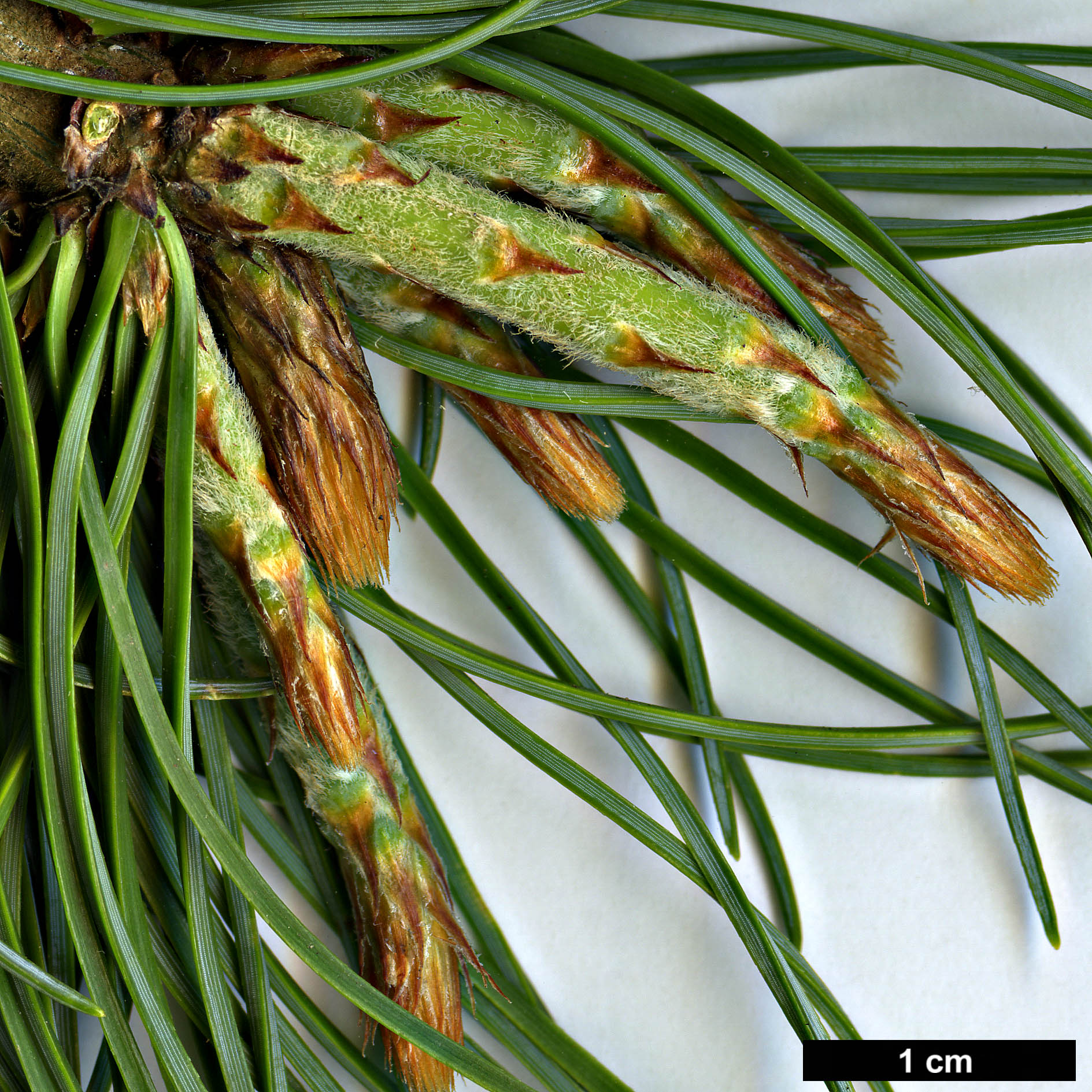 High resolution image: Family: Pinaceae - Genus: Pinus - Taxon: parviflora - SpeciesSub: var. pentaphylla